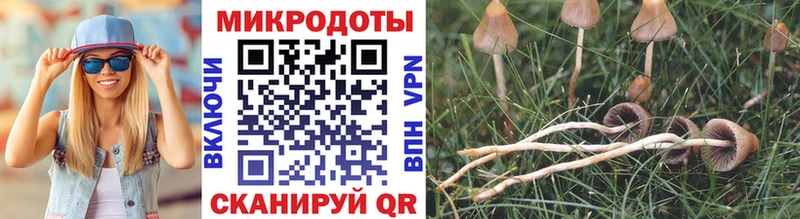 Галлюциногенные грибы Psilocybe  Верхотурье 